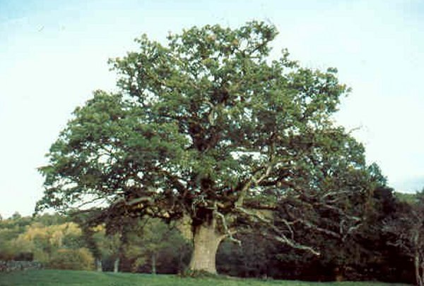 Chêne centenaire à La Celle Dunoise
