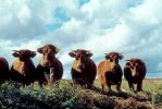 Vaches Limousines dans la rgion de Boussac en Creuse