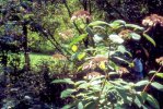 Jardins en Creuse : Clos de la Forge  Crozant (Villejoint)