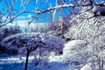 Arbuste taill sous la neige dans les jardins clos de la forge